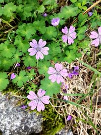 Close-up of purple flowers blooming outdoors