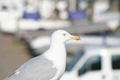 Close-up of seagull