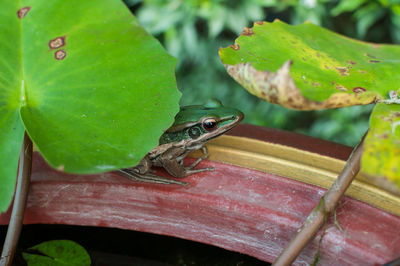 Close-up of frog on leaf