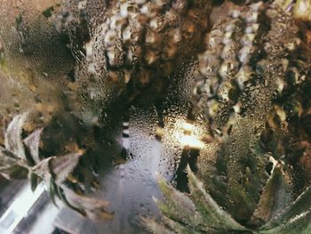 Close-up of bee on leaf