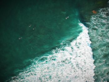 High angle view of whale swimming in sea