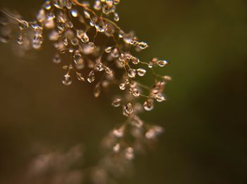 Close-up of raindrops on plant