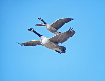 Low angle view of canada geese flying against blue sky