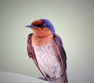 Close-up of bird perching outdoors