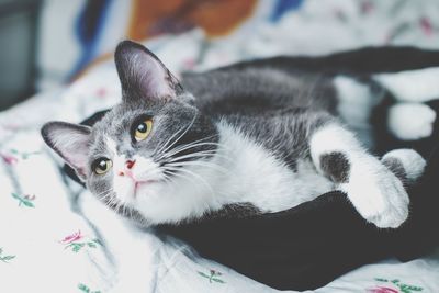 Portrait of cat relaxing on bed at home