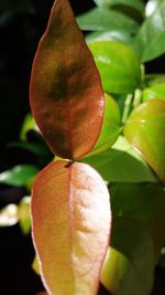 Close-up of fruit growing on plant