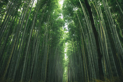 Low angle view of bamboo trees in forest