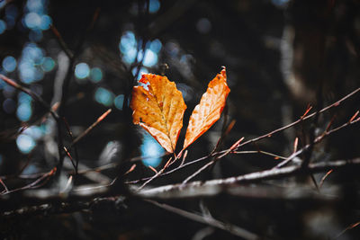 Close-up of dry leaves on branch