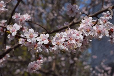 Close-up of cherry blossom tree