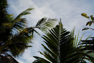 Low angle view of palm tree against sky