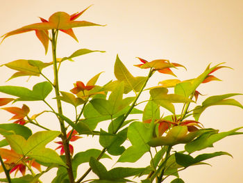 Close-up of flowering plant against sky