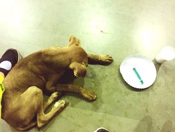 High angle view of dog