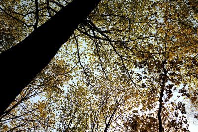 Low angle view of trees against sky