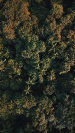 High angle view of plants growing on land