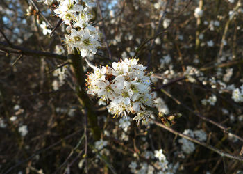 Close-up of white flowers blooming in park