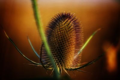 Close-up of dandelion on plant