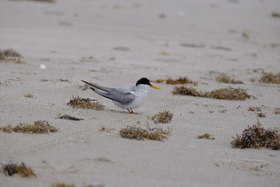 Close-up of bird perching on sand at beach