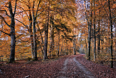 Scenic view of trees in forest during autumn