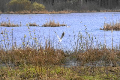 View of birds in lake