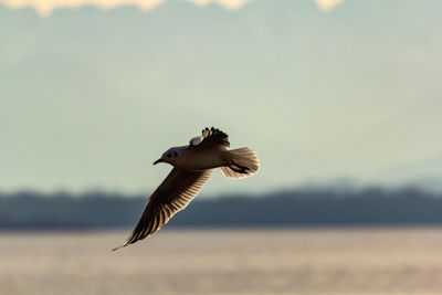 Bird flying in the sky