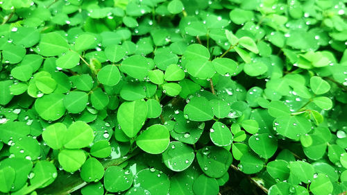 Full frame shot of wet leaves