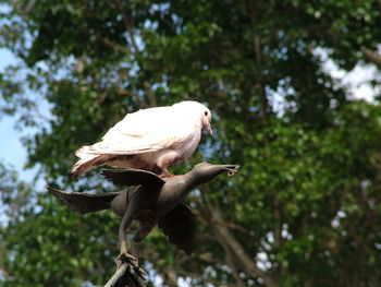 Low angle view of dove perching on sculpture