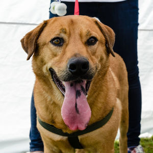 Close-up portrait of dog