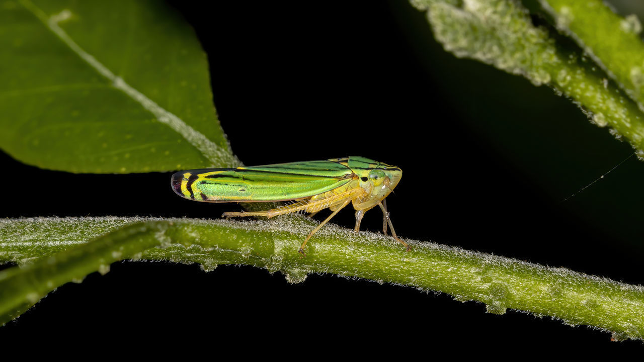 CLOSE-UP OF GREEN INSECT