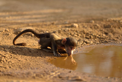 Close-up of a monkey