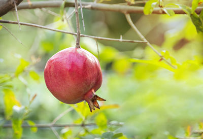 Close-up of apple growing on tree