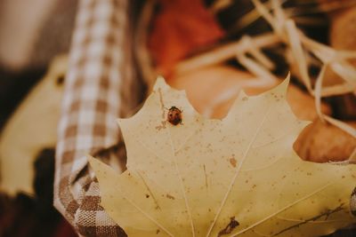 Close-up of dried autumn leaf