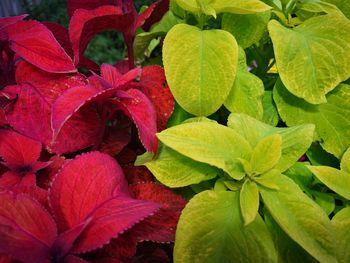 Close-up of red flowering plant