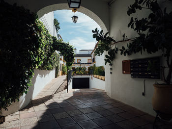 Potted plants on footpath by building