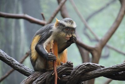 Closeup of a spider monkey at the zoo