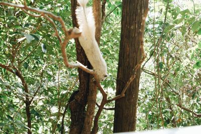 Low angle view of monkey on tree in forest