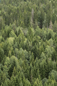 Pine trees in forest