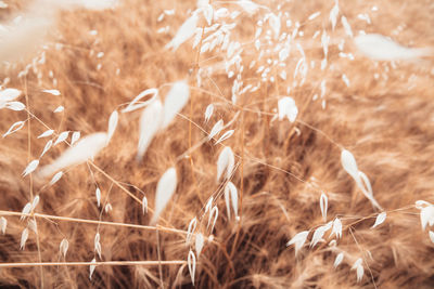 Close-up of crops on field