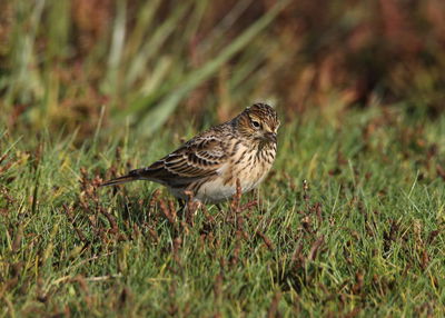 Bird perching on a field