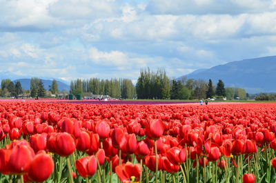 Tulips growing on field against sky