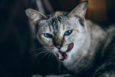 Close-up portrait of a cat