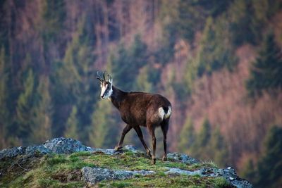 Deer standing on rock