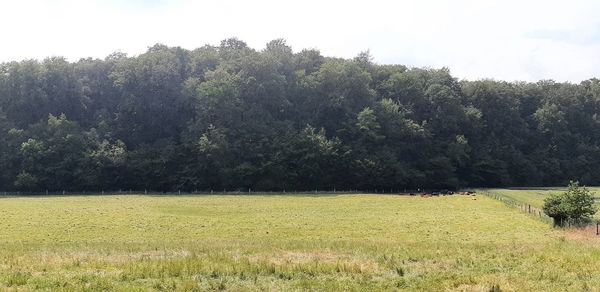 Scenic view of trees on field against sky