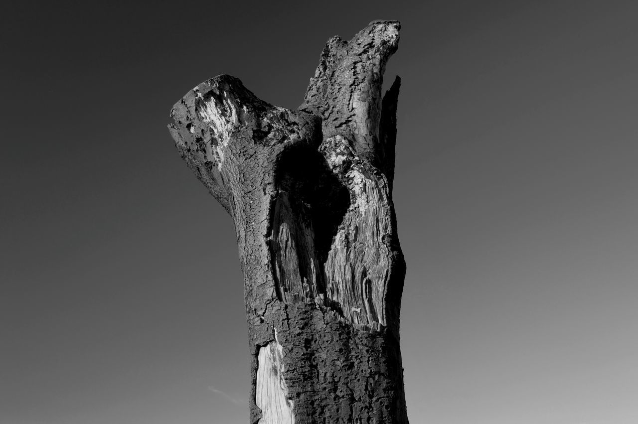 clear sky, low angle view, nature, textured, snow, cold temperature, tranquility, winter, close-up, copy space, sky, day, outdoors, no people, beauty in nature, rough, tree trunk, wood - material, bark, season