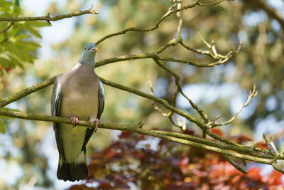 Low angle view of bird perching on branch