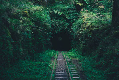 Rear view of man walking on footpath amidst trees