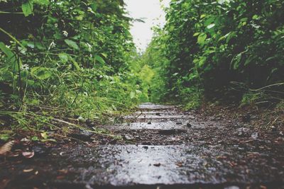 Dirt road amidst trees