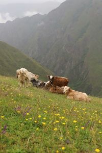 View of a sheep on field