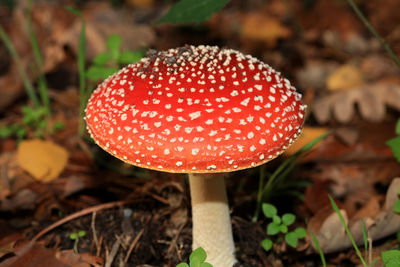 Close-up of fly agaric mushroom on field