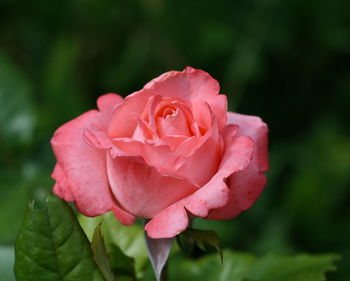 Close-up of pink rose