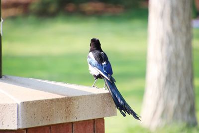 Close-up of bird perching on wooden post